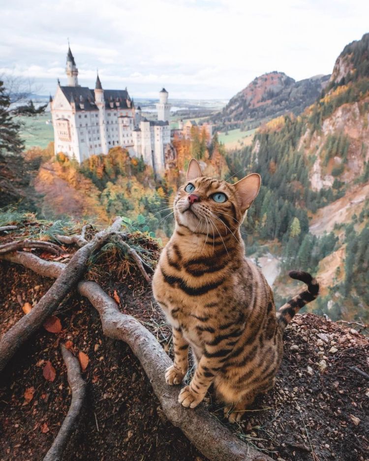 Neuschwanstein Castle and cat